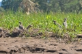 costa rica wildlife, pacific-105